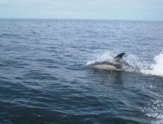 Bonjour aux dauphins